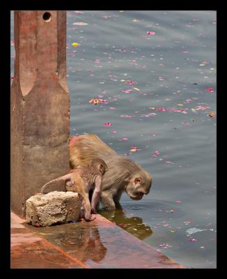 Monkey Drinking