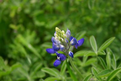 Bluebonnet closeup 2