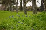 First Signs of Bluebonnets in Round Top, TX