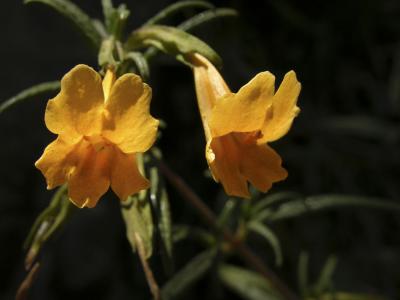 Common Wildflowers on Mt Tamalpais DSCN4969.jpg