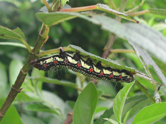 Caterpillar3.jpg