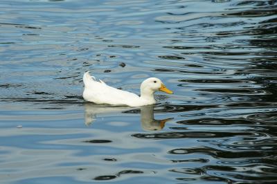 Duck on silvery water