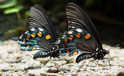 Pipevine Swallowtail 1