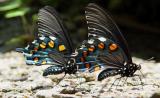 Pipevine Swallowtail 1