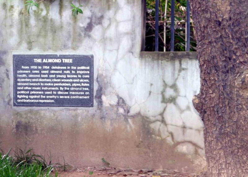 The Almond Tree Story.jpg