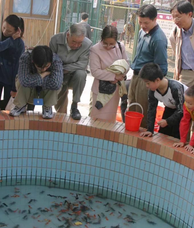 Goldfish Fishing