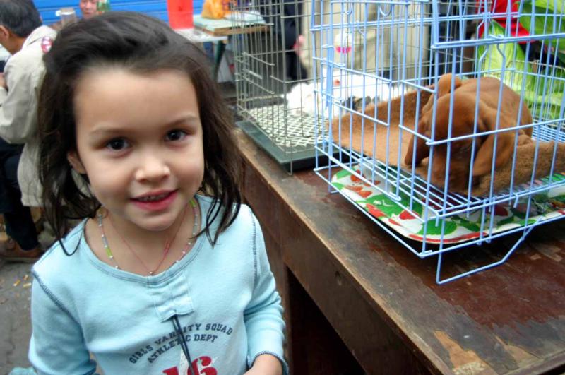 Mia and the $100 Labrador Retriever