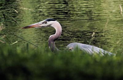 Blue Heron III-s.jpg