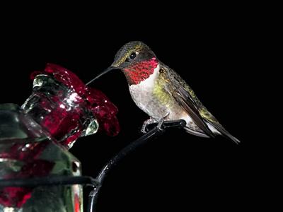 H-Bird-Ruby Throat 2 s.jpg