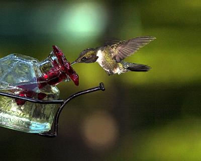 H-Bird Female s.jpg