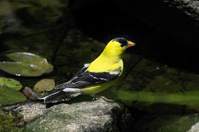 H-day Finch s.jpg