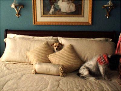 Lori's dog Sasha :)