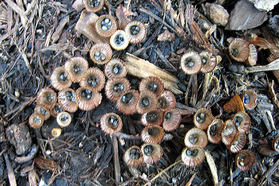 mushrooms1.JPG