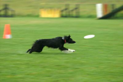 frisbee