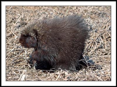 porcupine side view