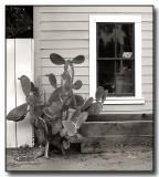 Cactus & Window