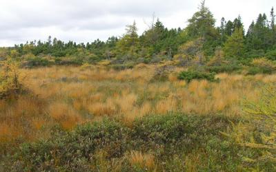 The French Bog