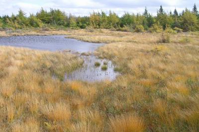 The French Bog