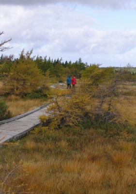 Jenn and Funso on the walkway through the French Bog
