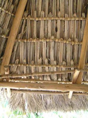 P3240173--Banana Plantation -- Thatch 01.JPG