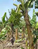 P3240170--Banana Plantation  -- Bananas.JPG