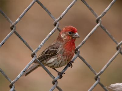 House Finch