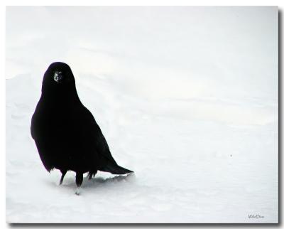 u34/willa/medium/14007674.EatinSnow_filteredcopy.jpg