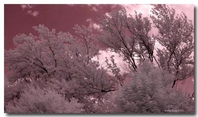 u34/willa/medium/2609251.IDreamedTheSkyWasPink.jpg