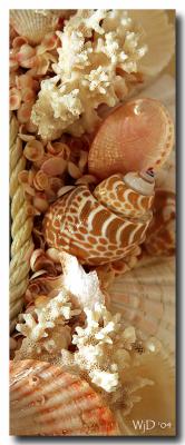 u34/willa/medium/31211175.SeaShellsFORWEB.jpg