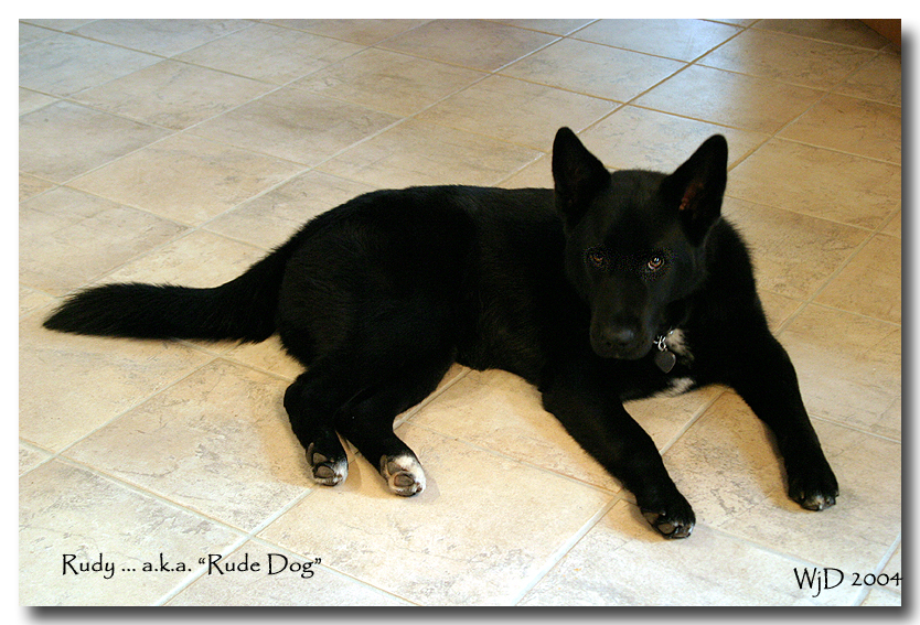 Rudy In The Kitchen