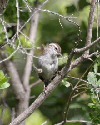 u34/wilmot/medium/41267184.bewickwren2_20050326.jpg