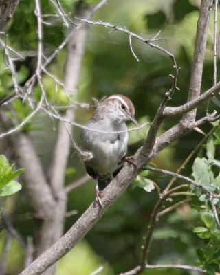 Bewicks Wren