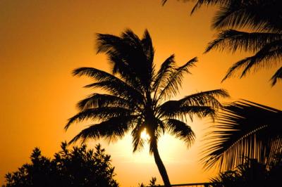sunset_palm_small.jpg