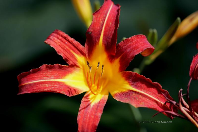 Day Lily