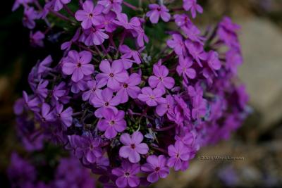 Purple Stuff