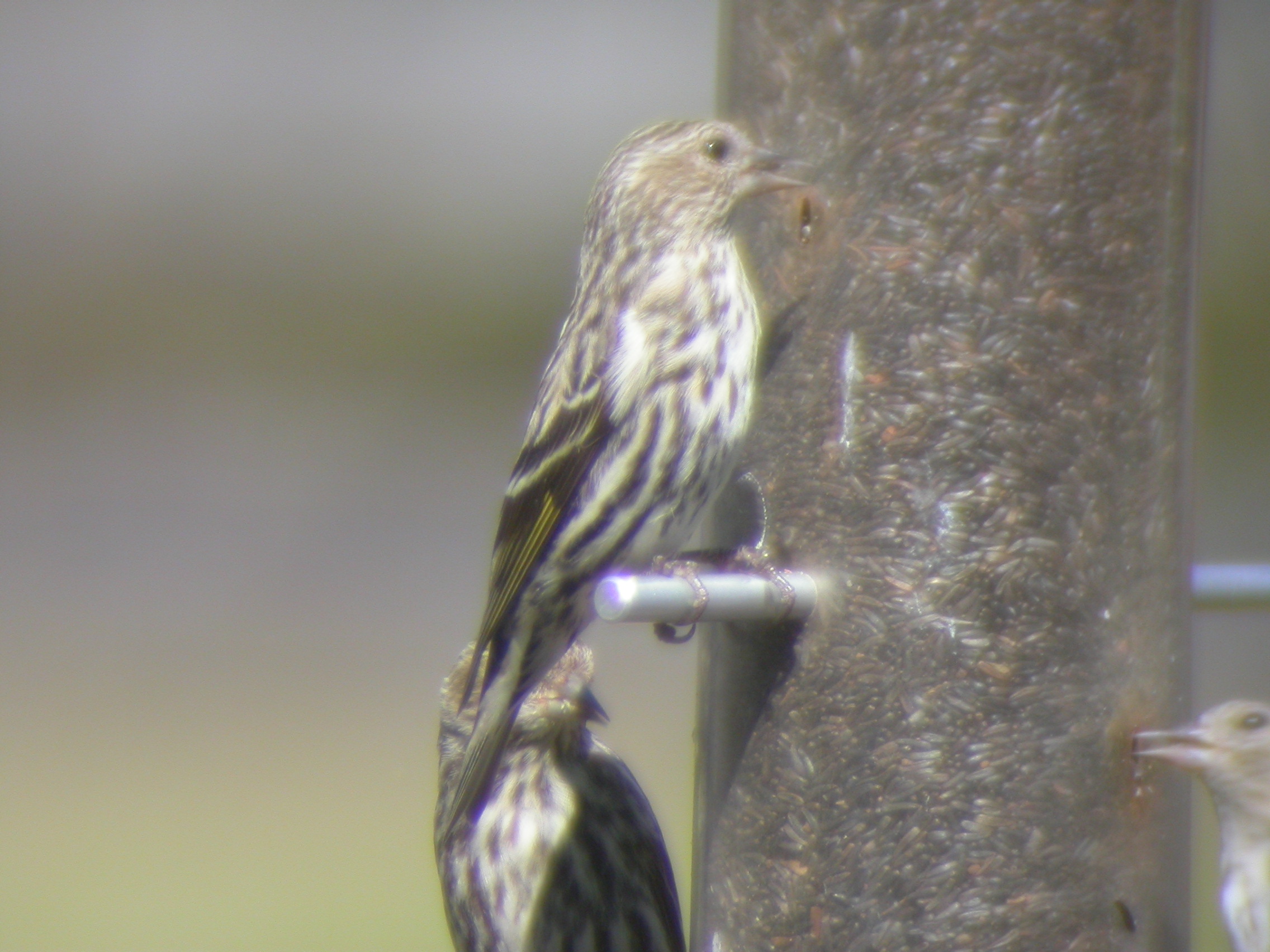 Pine Siskin