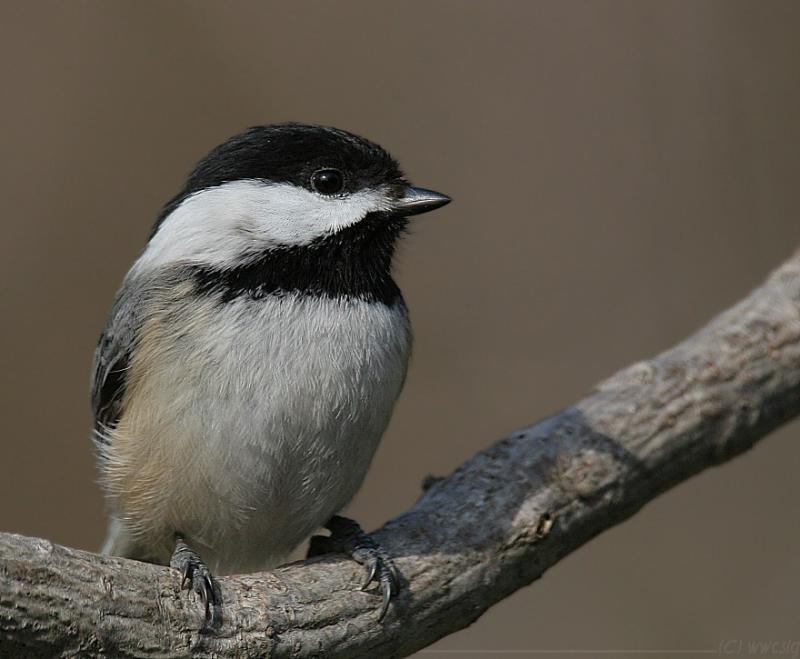 Black Capped Chickadee <i>Poecile Atricapilla</i>