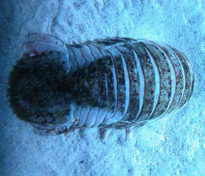 Deepwater Isopod - Natatolana borealis