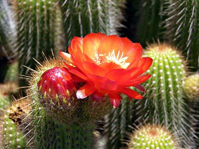 Cactus Flower