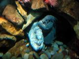 Wolf Eels