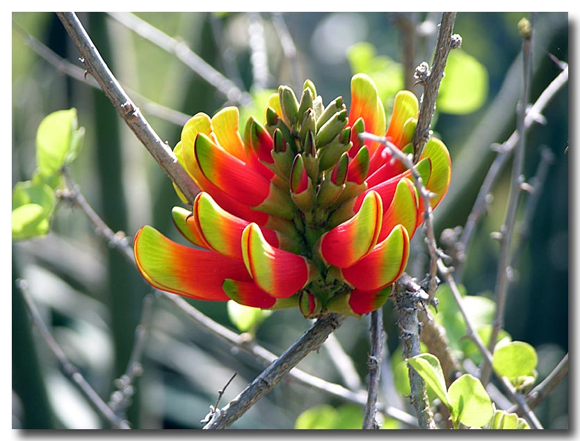 Erythrina Acanthocarpa - South Africa