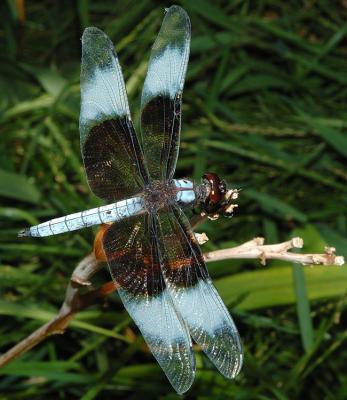 Widow Skimmer (Libellula luctuosa)