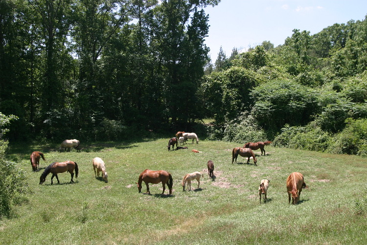 herd in summer.JPG
