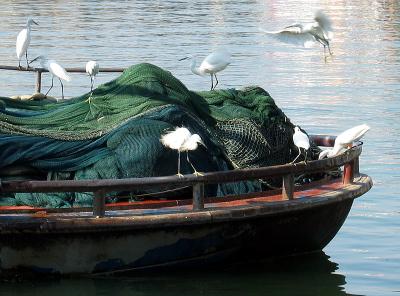 Water Birds