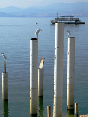 Water Birds On Pillars & A Boat I