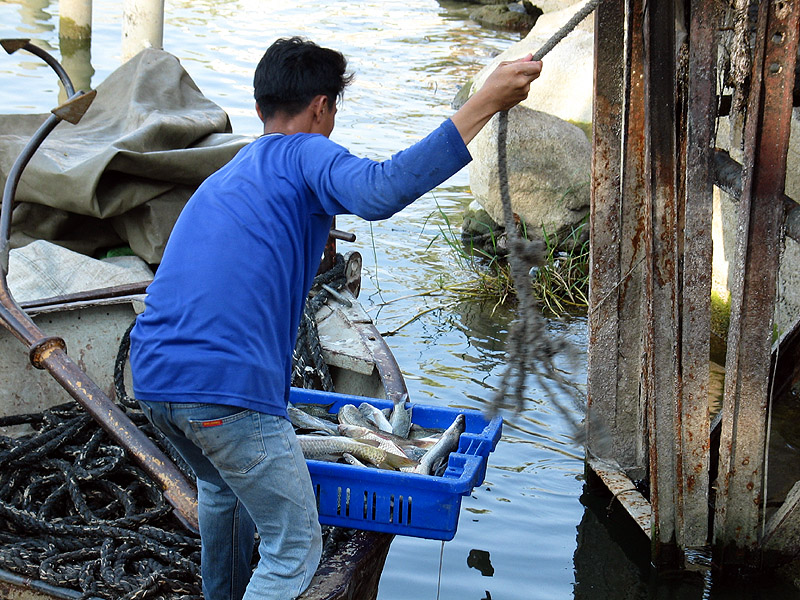 Fish Loading