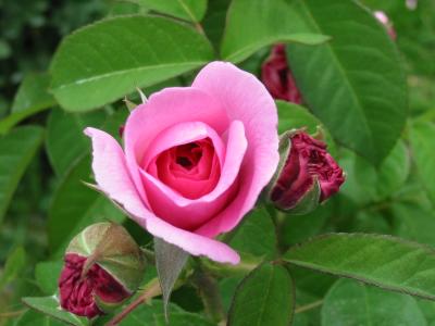 Rose Garden Syracuse July 5th