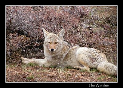 8-04the watcher.jpg