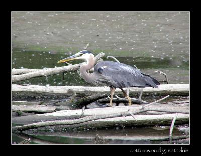 10-04cottonwoodgreatblue.jpg