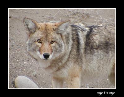 10-04coyoteclose.jpg
